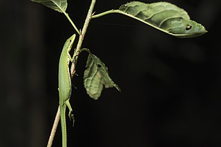 <i>Takydromus sauteri</i> Species of lizard