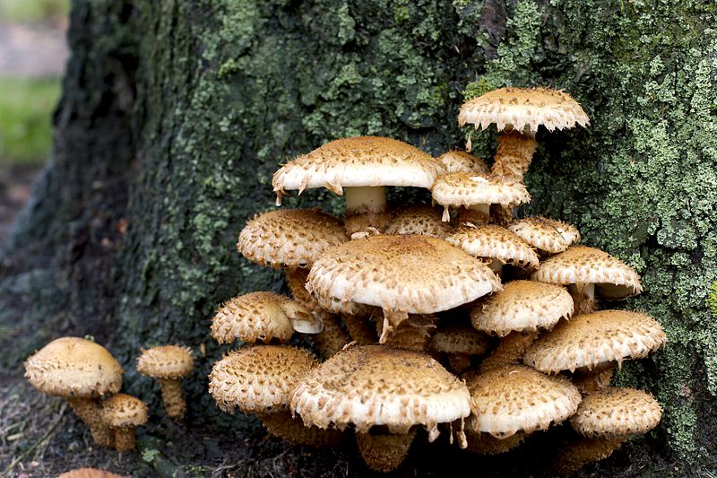 File:Krumskrællet skælhat (Pholiota squarrosa) 3.jpg