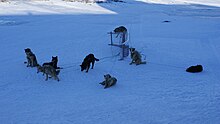 If protected in traditional ways, the sled can be left alone with the dogs Kulusuk-sled-dogs-bound-paws.jpg