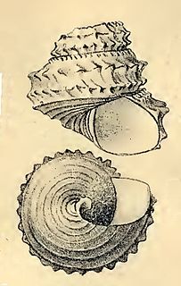 <i>Lischkeia imperialis</i> Species of gastropod