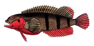 <i>Labrisomus nuchipinnis</i> Species of fish