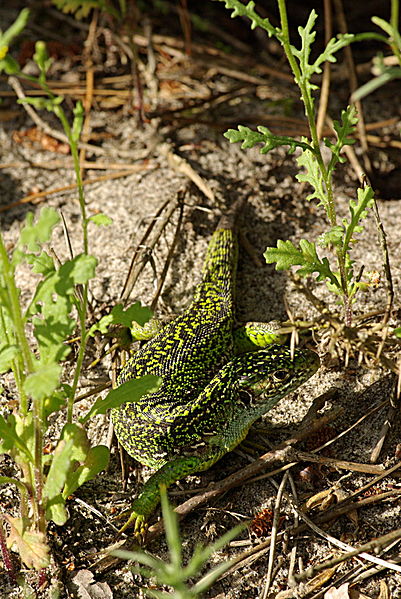 File:Lacerta viridis 05.JPG