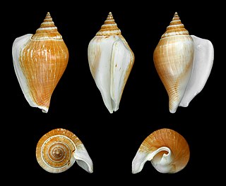 <i>Laevistrombus</i> genus of molluscs