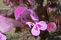 Lamium purpureum ENBLA09.jpg