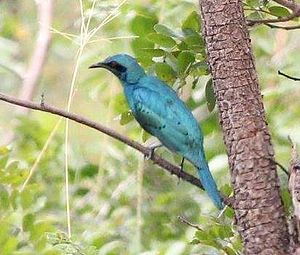 Lamprotornis acuticaudus, Cuanavale-rivier, Birding Weto, a.jpg