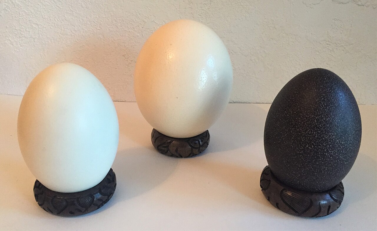 File:Egg scale.jpg - Wikimedia Commons