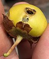 Latua pubiflora «չիլիական կախարդների ծառը»