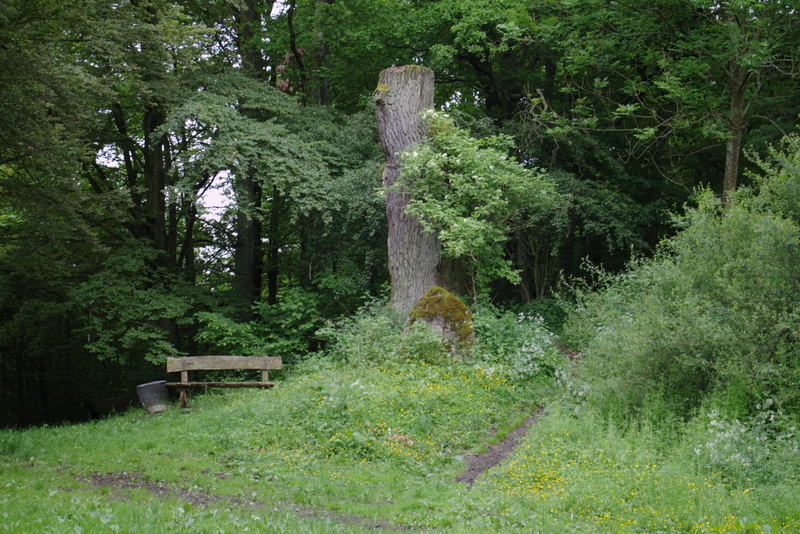 File:Lauterbach Hutewald Auf dem Hainig 555520688 3.png