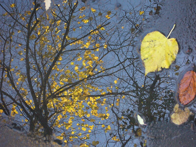 File:Leaf with reflection (293686623).jpg