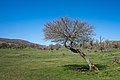 * Nomination Crooked grown hawthorn at the Legaire mountain pastures. Basque Country, Spain --Basotxerri 20:38, 18 June 2017 (UTC) * Promotion Good quality. Beautiful waves in this composition. --MirandaAdramin 21:56, 18 June 2017 (UTC)