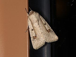 <i>Leucania yu</i> Species of moth