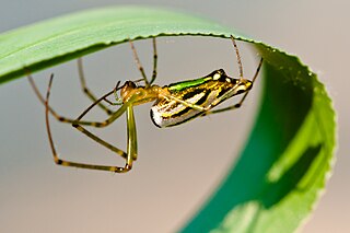 <i>Leucauge decorata</i> Species of spider