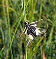 Libelloides coccajus ♂ Germany - Hohenlohe