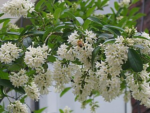 Inflorescences