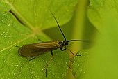 A living Limnephilus caddisfly Limnephilus.auricula.jpg