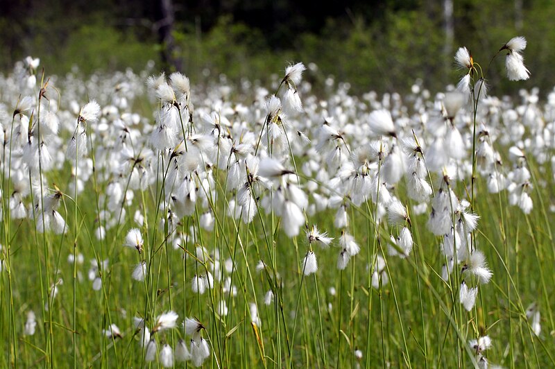 File:Linaigrettes à Fontelenay.jpg