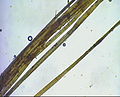 Fibra di lino vista al microscopio.