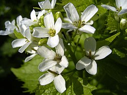 Alliaria petiolata (erva-alheira).