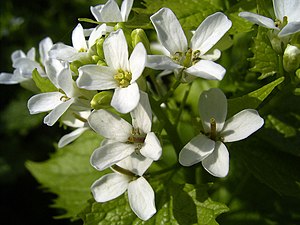 LookZonderLook-bloem-hr.jpg