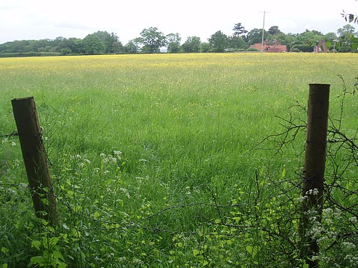 Looking Across Field of Buttercups Towards Bayford House - geograph.org.uk - 2976957