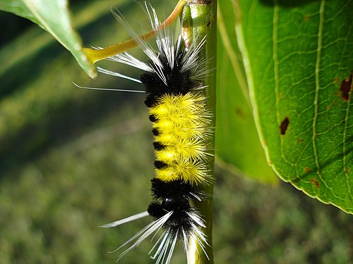 Spotted Tussock Moth (Lophocampa maculata), Larva