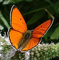 Fluture (Lycaena dispar)