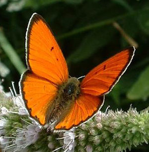 Grande farfalla di fuoco (Lycaena dispar)