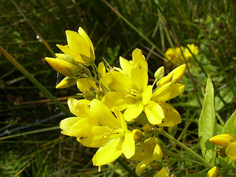 File:LysimachiaVulgaris-flower-hr.jpg