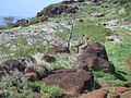 Maui adasından "Pali Yürüyüş Patikası"nda iki "Hawai Kazı"