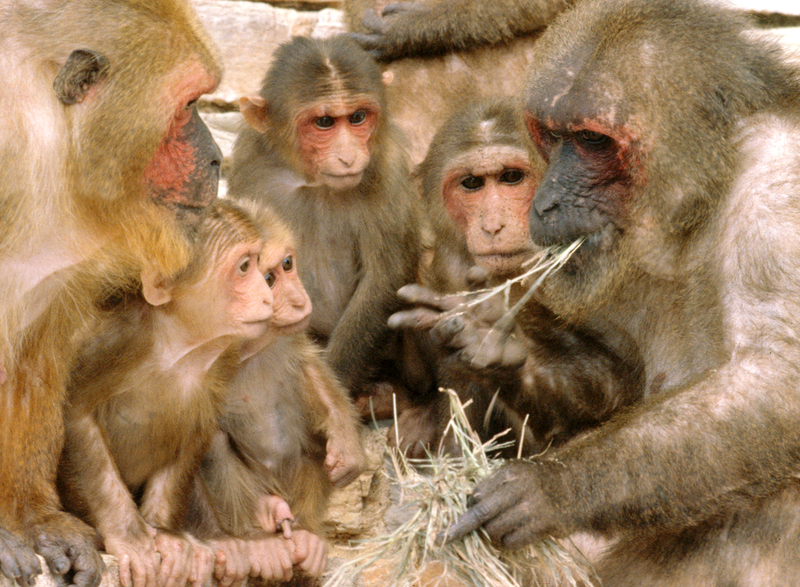 File:Macaca arctoides.png