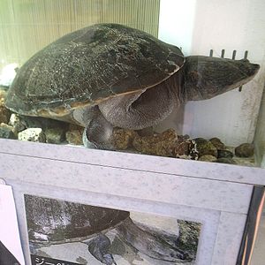 Macrochelodina rugosa door OpenCage.jpg