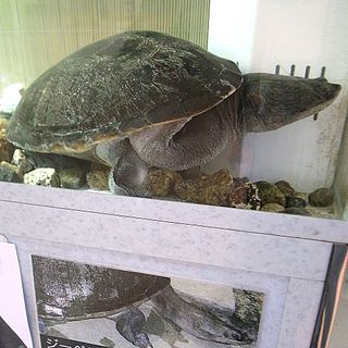 <i>Chelodina kuchlingi</i> Species of turtle