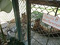 Tigri nel sottodistretto di Mae Raem