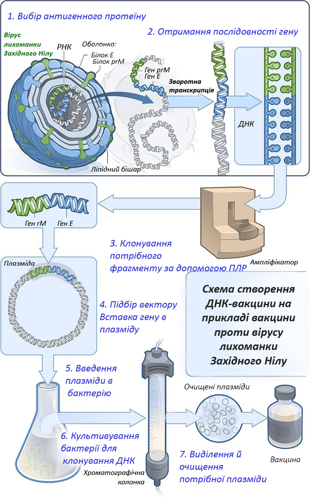 Схема створення ДНК-вакцини