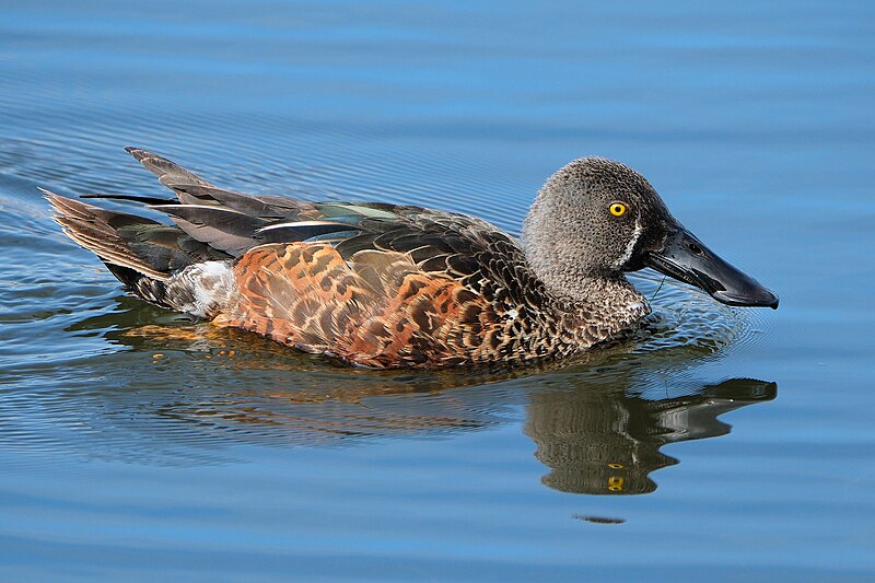 File:Male Australasian shoveler swimming in calm water.jpg