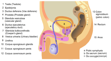 Diagram of the male pelvic and reproductive organs Male anatomy 1.png