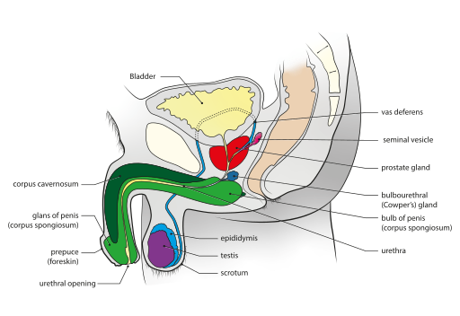 File:Male genital system - Sagittal view.svg