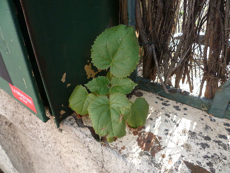 File:Males herbes toulousaines 17.jpg