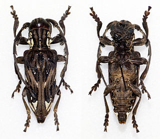 <i>Mallonia</i> Genus of beetles