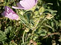 Malva alcea