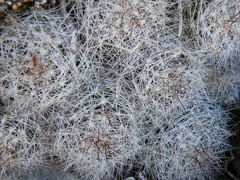 File:Mammillaria kraehenbuehlii (5753469379).jpg