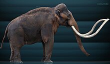 Restoration of a Columbian or "Jefferson" mammoth Mammuthus columbi Sergiodlarosa.jpg