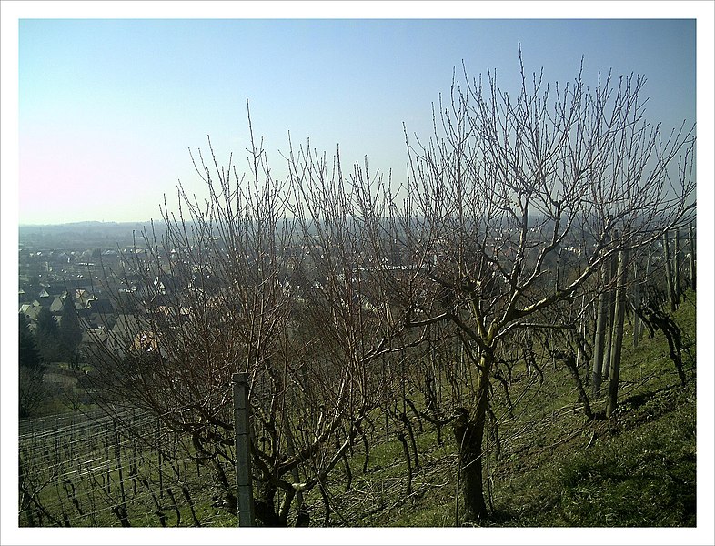 File:March Spring Denzlingen - Master Season Rhine Valley Photography - panoramio.jpg