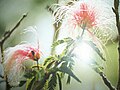 Miniatura para Calliandra spinosa