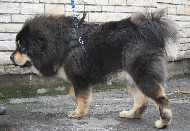 File:Mastif tybetański 2009 pl2.jpg
