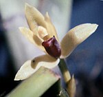 Maxillaria superflua - fl 1.jpg