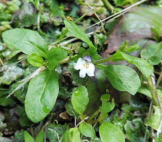 <i>Mazus pumilus</i> Species of flowering plant