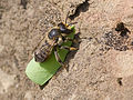 Megachile sp. με τεμαχισμένο φύλλο.
