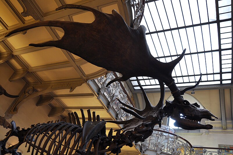 File:Megaloceros Paris 150110 1.jpg