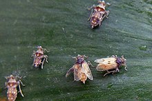 In 2010 the insect Megamelus scutellaris was released by the Agricultural Research Service as a biological control for the invasive species Eichhornia crassipes, more commonly known as water hyacinth.